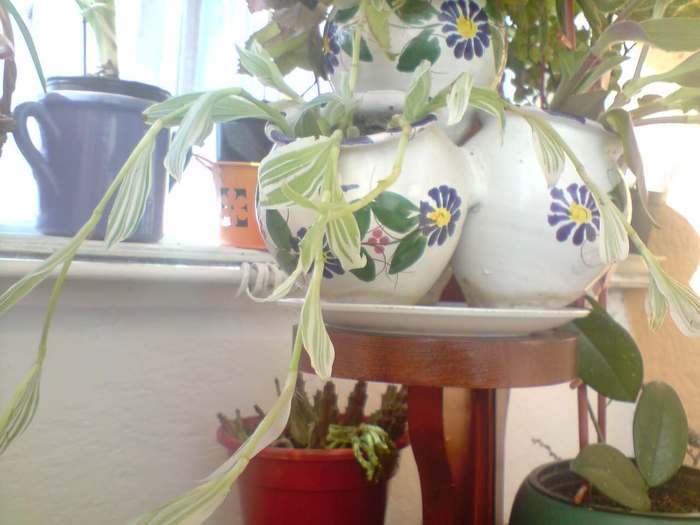 P250311_10.27 - tradescantia albiflora