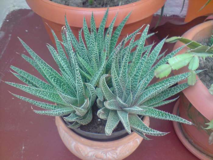 aloe - aloe saponaria