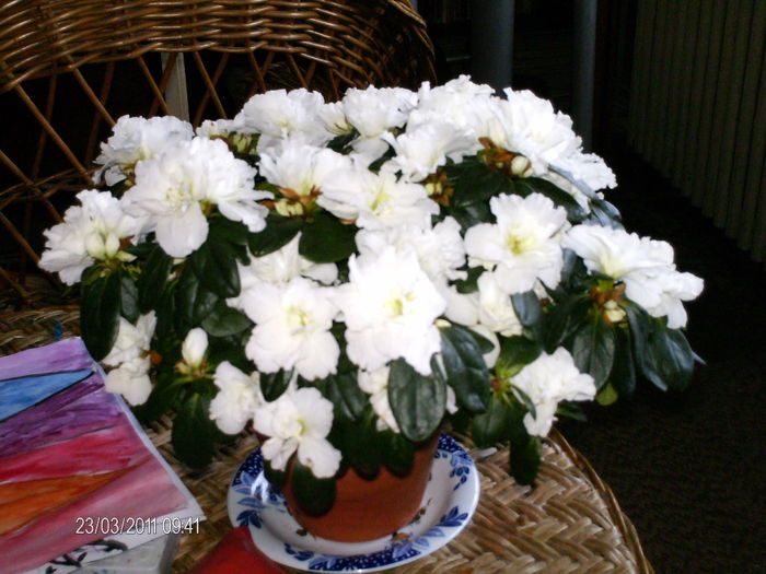 tot frumoasa! - florile mele _2011