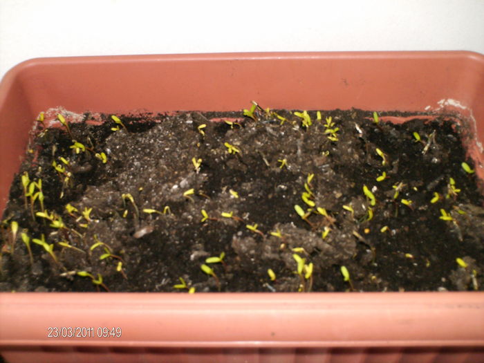 craite - florile mele _2011