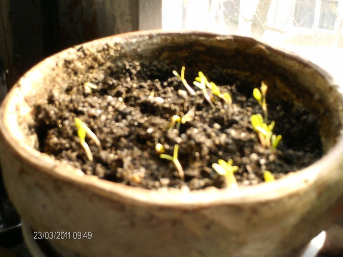 tot craite - florile mele _2011