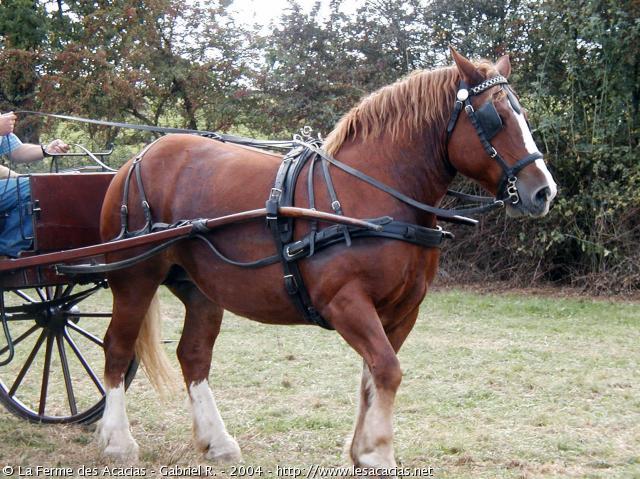 216-cheval-trait-tracte-une-charrette