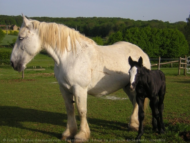 565730,animaux,chevaux,percheron - poze cai partea a II a