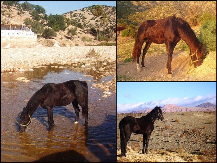 cheval_chocolat_maroc - poze cai partea a II a