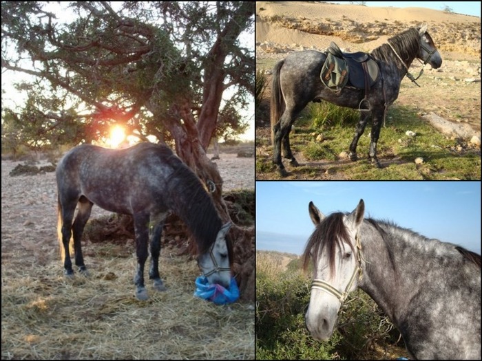 cheval_kiss_me_maroc - poze cai partea a II a