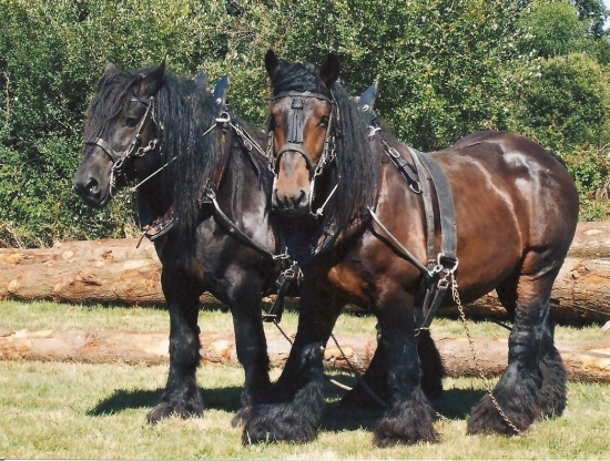 percherons-mialet-france-1320726351-1305487