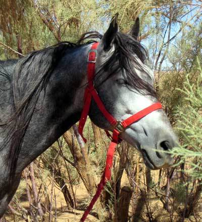 tete-cheval-beau - poze cai partea a II a