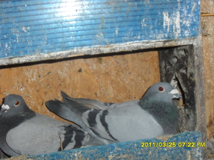 o pereche care se pregatesc de oua