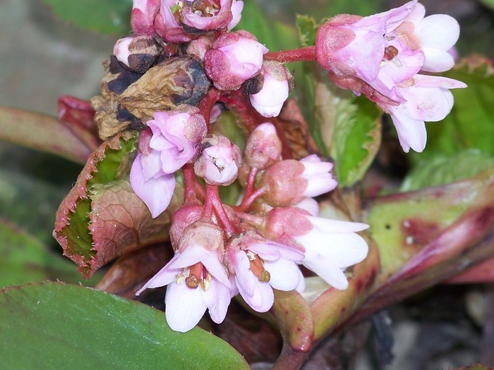 100_1325 - Semnele primaverii