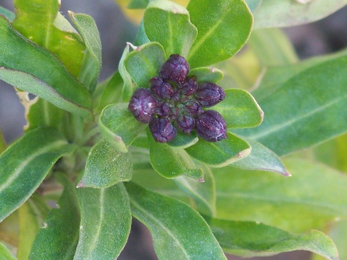 100_1332 - Semnele primaverii