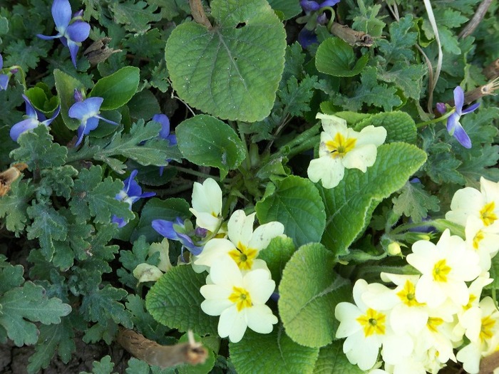 100_1333 - Semnele primaverii