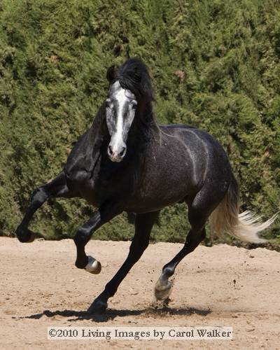 10CarolWalkerHorsePhotography328 - alte frumuseti andalusian horses
