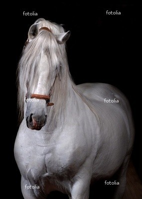 400_F_11677544_JpGXvrafZe9oZEQVBk5JZliCQatz3fsC - alte frumuseti andalusian horses