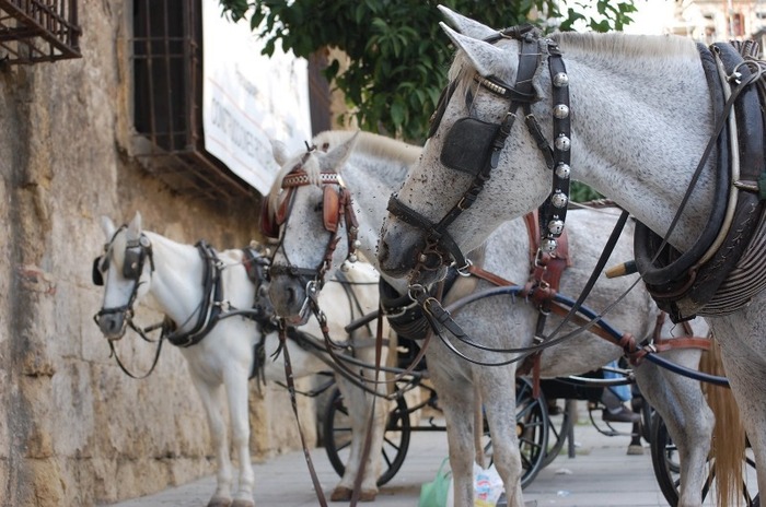 2008_10_17_spain_cordoba-862 - alte frumuseti andalusian horses