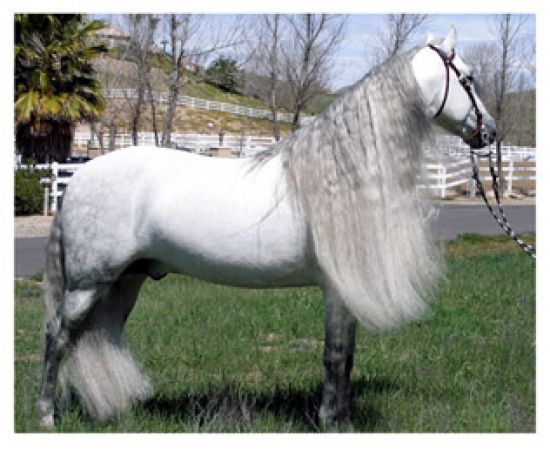 43950_1 - alte frumuseti andalusian horses