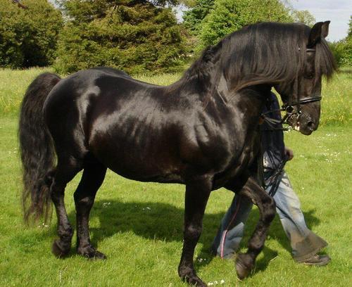 598719_andalusian_stallion=p~ - alte frumuseti andalusian horses