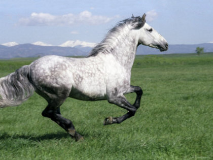 1127471 - alte frumuseti andalusian horses