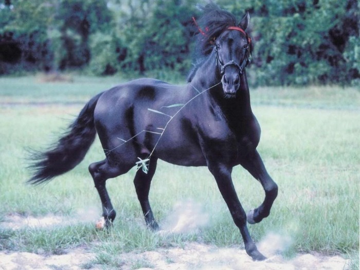 50063703cTOFOO_fs - alte frumuseti andalusian horses