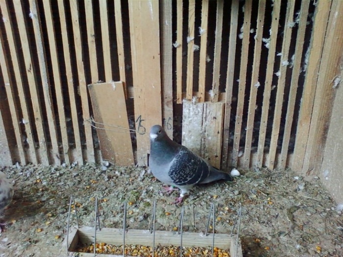 la matca DV-ist 2003