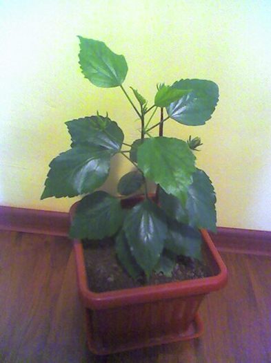 hibi galben-portocaliu