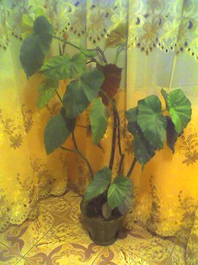 begonia plaman - florile mele