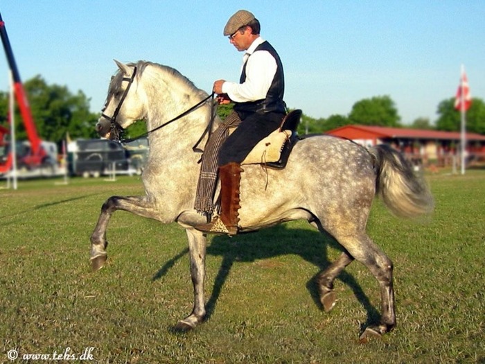 121775544zTXLJm_fs - alte frumuseti andalusian horses