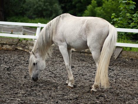 189823913d13b4cd1523435d0abc_grande - alte frumuseti andalusian horses