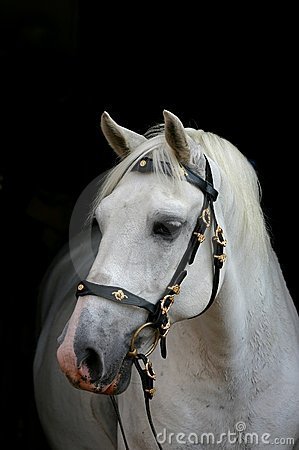 1155837298QHXsO7 - alte frumuseti andalusian horses
