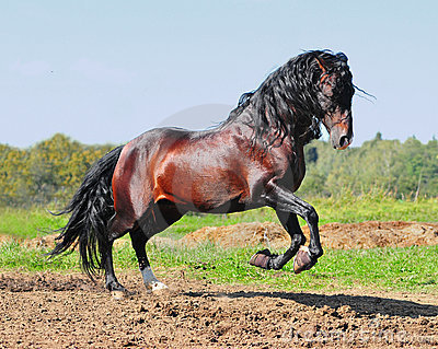1288880708r6q6D9 - alte frumuseti andalusian horses