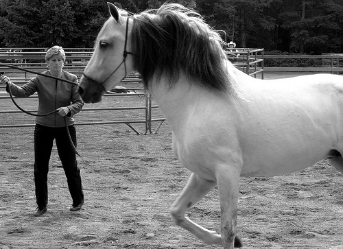 2812061199_1eeb0cdeb6 - alte frumuseti andalusian horses