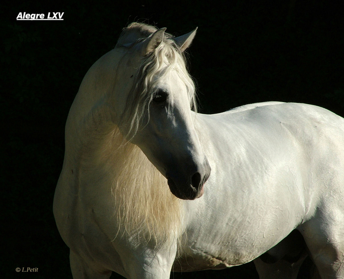 andalusian