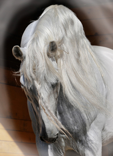 Andalusian Horse_261X 329-adjusted