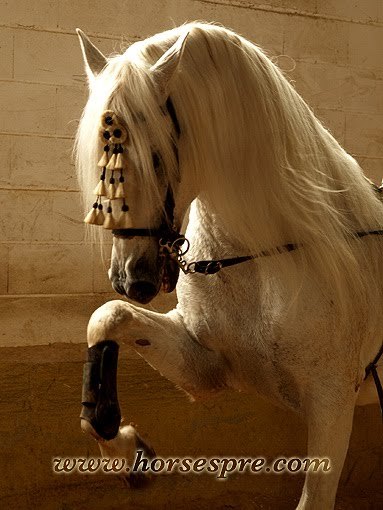 andalusian horses 4 - alte frumuseti andalusian horses