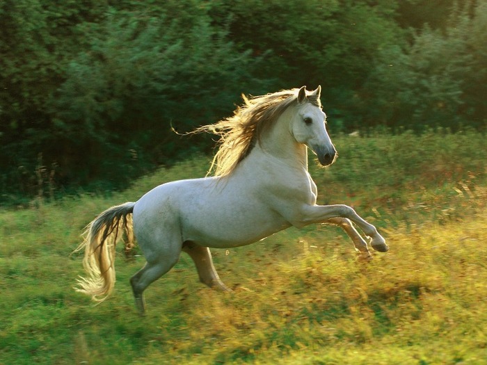 andalusian_horse
