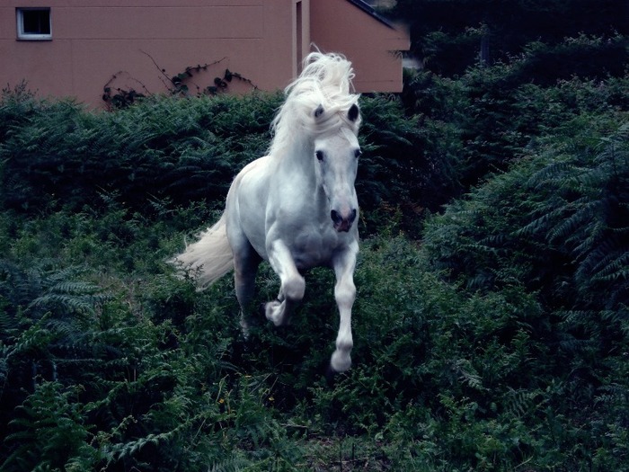 Andalusian_horse_by_dark_nightmare_lady - alte frumuseti andalusian horses