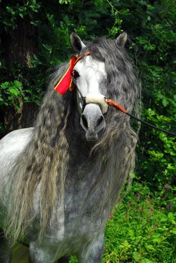 ANDALUSIAN_SPANISH_PRE_HORSES - alte frumuseti andalusian horses