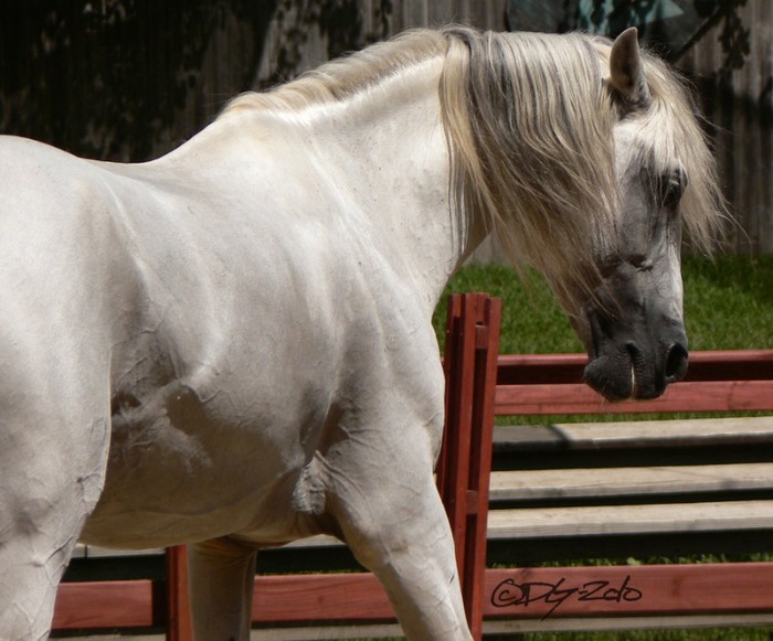 andalusian_stallion___45_by_childofatlas-d2y3w7s - alte frumuseti andalusian horses
