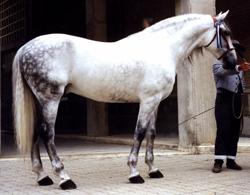 andalusian-horse