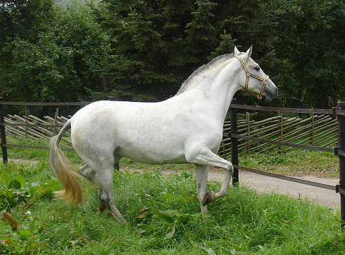 andalusian-horse-2 - alte frumuseti andalusian horses
