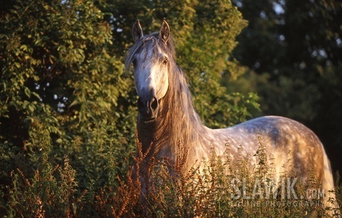 Andalusian-horses-1023696_500_319 - alte frumuseti andalusian horses