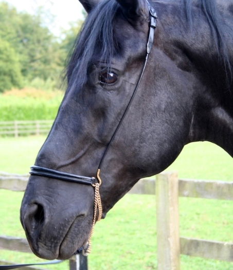 big-12-gran-culom-horse-for-stud - alte frumuseti andalusian horses