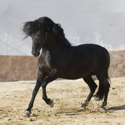 carol-walker-black-andalusian-stallion-cantering-in-arena-yard-osuna-spain (1)