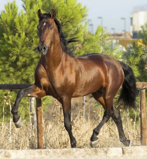 fotos-caballos - alte frumuseti andalusian horses