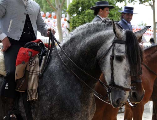 gorgeous-gray-horse-head-small - alte frumuseti andalusian horses