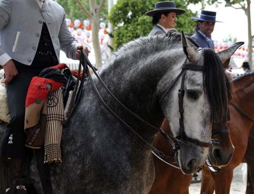 gorgeous-gray-horse-head-small