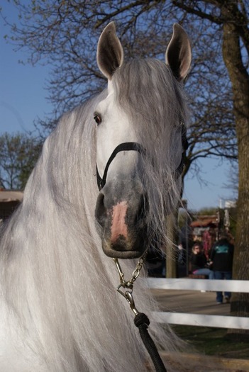 gray_andalusian_stallion_005_by_diamonte_stock-d2xzls3 - alte frumuseti andalusian horses