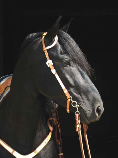 head_01 - alte frumuseti andalusian horses