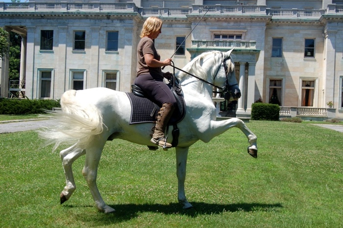 Horse_Andalusian_White_1001 - alte frumuseti andalusian horses