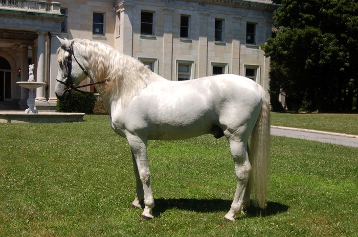 Horse_Andalusian_White_1002