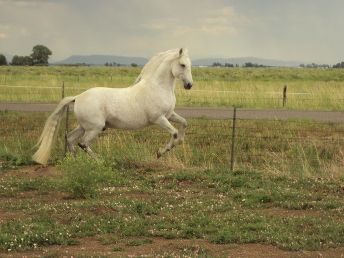 Kefir 7-19-2010 (4) - alte frumuseti andalusian horses